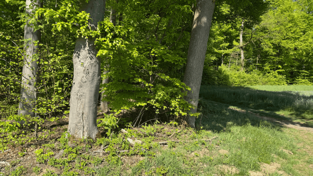 Wanderweg durch lichten Buchenwald im Gelbachtal