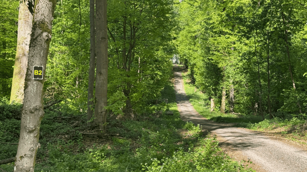 Waldweg zwischen Horbach und Gackenbach mit Wanderzeichen B2